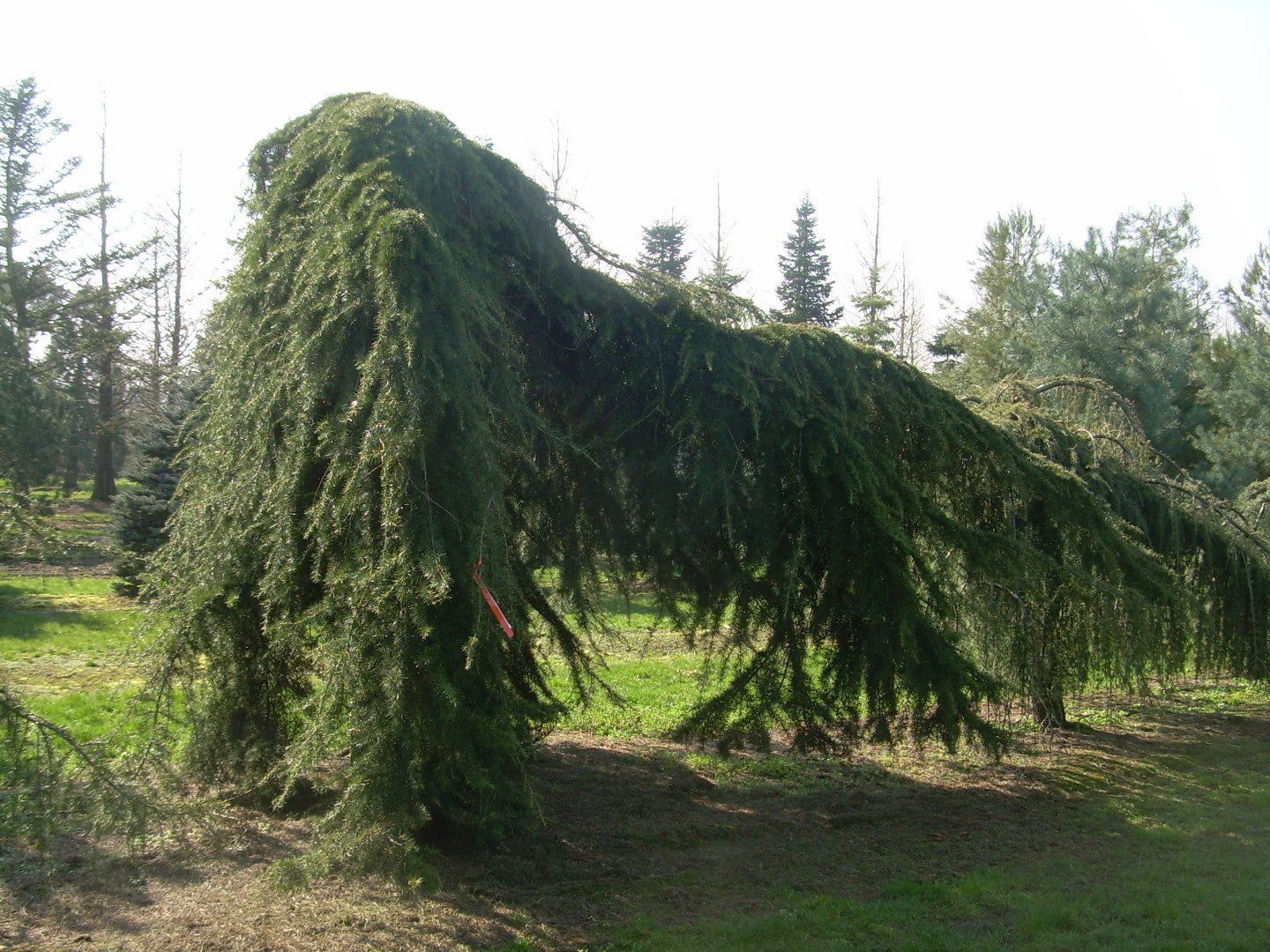 Cedru de Himalaya pendul 2.20 - 2.50 m  Cedrus deodara Pendula"