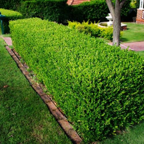 Buxus Faulkner" 0.30- 0.50 m  Buxus microphylla"Faulkner"