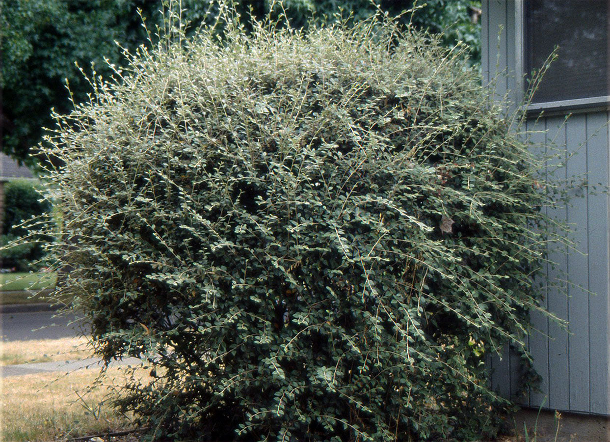 Barcoace franchetii 0.80 - 1.20 m  Cotoneaster franchetii