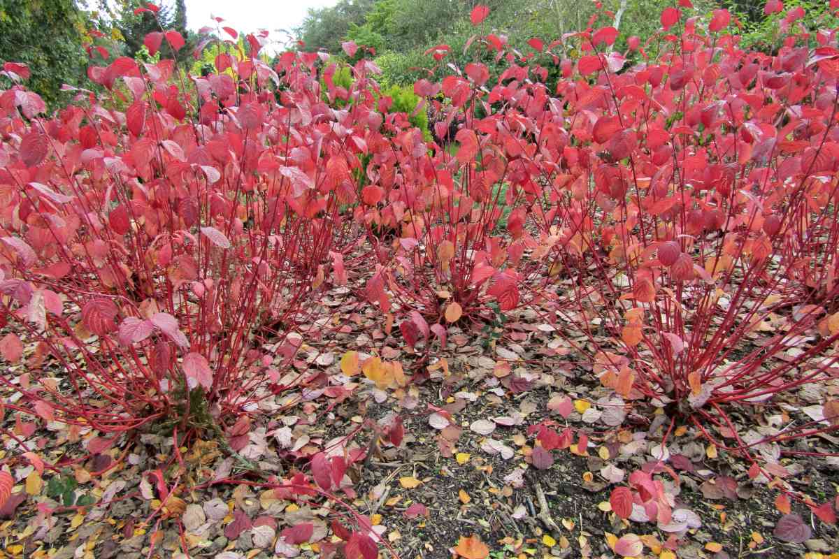 Corn Aurea" 0.60 -1.00 m  Cornus alba „Aurea”