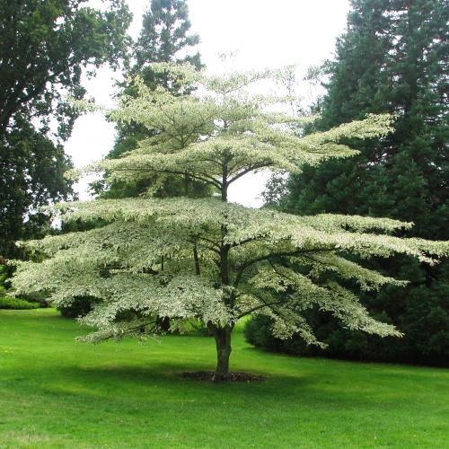 Variegata white hornbeam" 1.00 - 1.20 m Cornus controversa "Variegata"