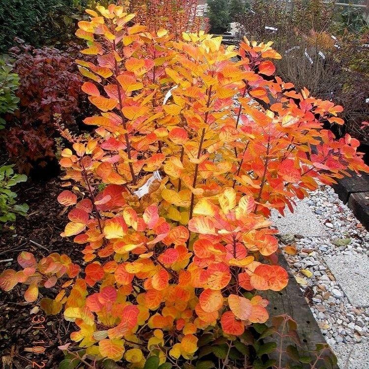 Scumpie „Golden Spirit” 0.40 - 0.60 m  Cotinus coggygria „Golden Spirit”