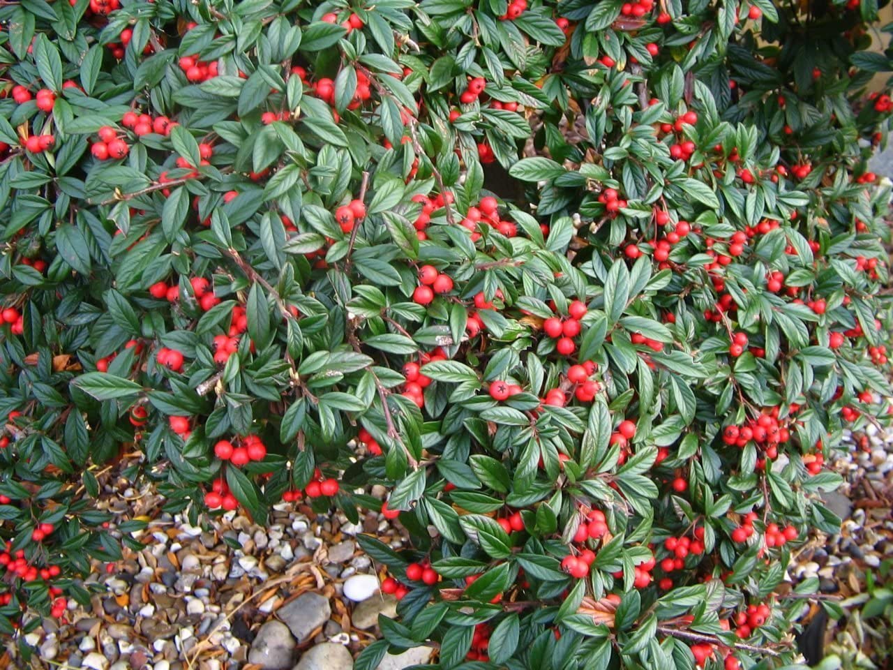 Barcoace 0.60 - 0.80 m  Cotoneaster salicifolius Repens"