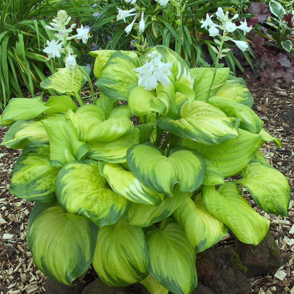 Hosta Stained Glass