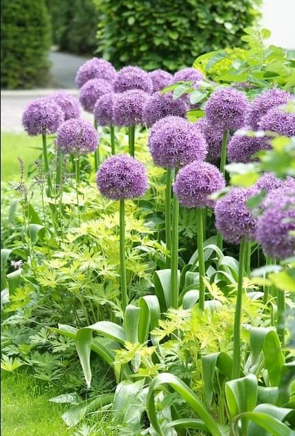 Allium Party Balloons