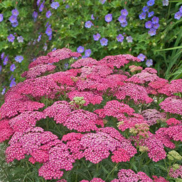 Achillea millefolium Saucy Seduction