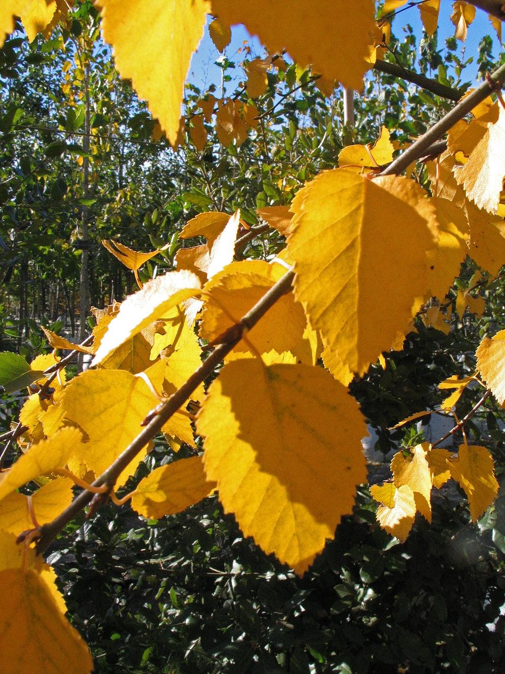 Mesteacan Doorenbos" 3.00 - 4.00 m  Betula utilis "Doorenbos "