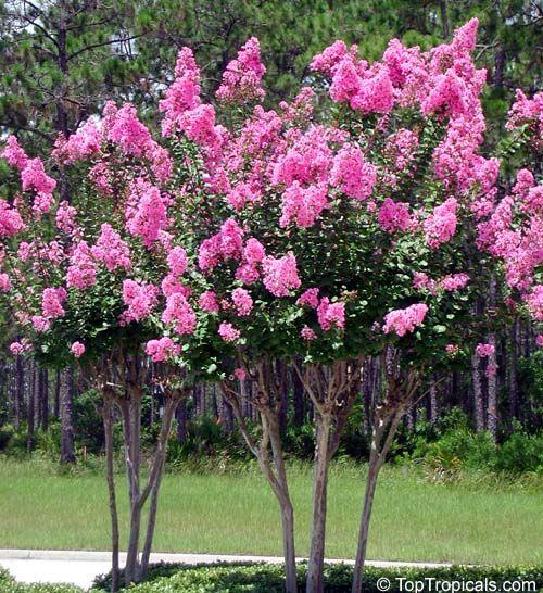 Liliac Indian Rosea Nova" 1.70 - 2.00 m   Lagerstroemia Indica "Rosea Nova"