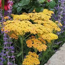 Achillea millefolium Milly Rock Yellow Terracotta