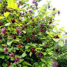 Calycanthus Aphrodite" 1.30 - 1.50 m  Calycanthus x raulstonii "Aphrodite"