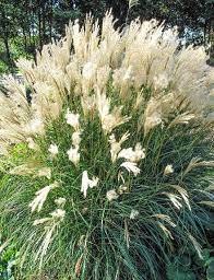 Iarba elefantului Kleine Fontane" 1.00 - 1.50 m  Miscanthus sinensis "Kleine Fontane"