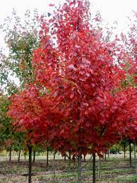 Artar rosu „Somerset” 2.00 - 2.50 m  Acer rubrum „Somerset”