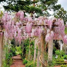 Glicina chinezească Rosea" 2.00 m   Wisteria chinensis  "Rosea"