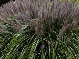 Pennisetum alopecuroides Red Head" 0.20 - 0.30 m  Pennisetum alopecuroides "Red Head"