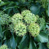 Iedera Arborescens" 0.60 - 0.80 m  Hedera helix "Arborescens"