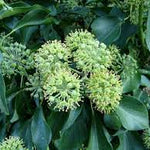 Iedera Arborescens" 0.60 - 0.80 m  Hedera helix "Arborescens"