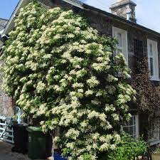 Hortensia cățărătoare 1.00 - 1.30 m  Hydrangea petiolaris