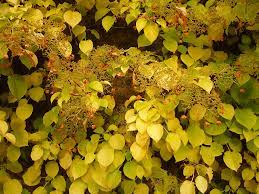 Hortensia cățărătoare 1.00 - 1.30 m  Hydrangea petiolaris