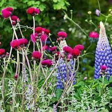 Cirsium rivulare Trevor's Blue Wonder