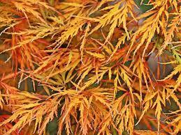 Artar japonez Viridis" 1.70 - 2.00 m  Acer palmatum dissectum  "Viridis"