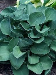 Hosta Blue Mouse Ears