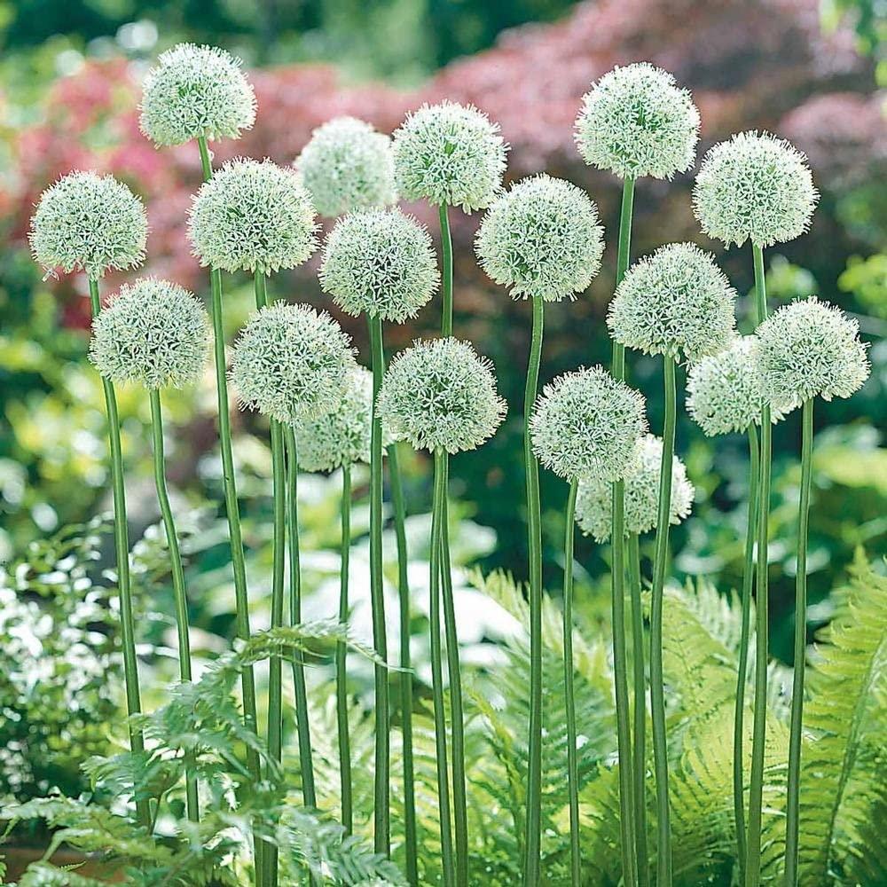 Allium Mount Everest