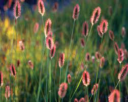 Pennisetum alopecuroides Red Bunny Tales" 0.20 - 0.30 m  Pennisetum alopecuroides "Red Bunny Tales"