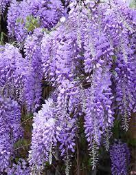 Glicina chinezească arbore 2.00 m   Wisteria chinensis Prolific"