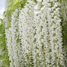 Glicina chinezească Alba" 2.00 m   Wisteria chinensis  "Alba"