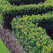 Buxus Faulkner" 0.30- 0.50 m  Buxus microphylla"Faulkner"