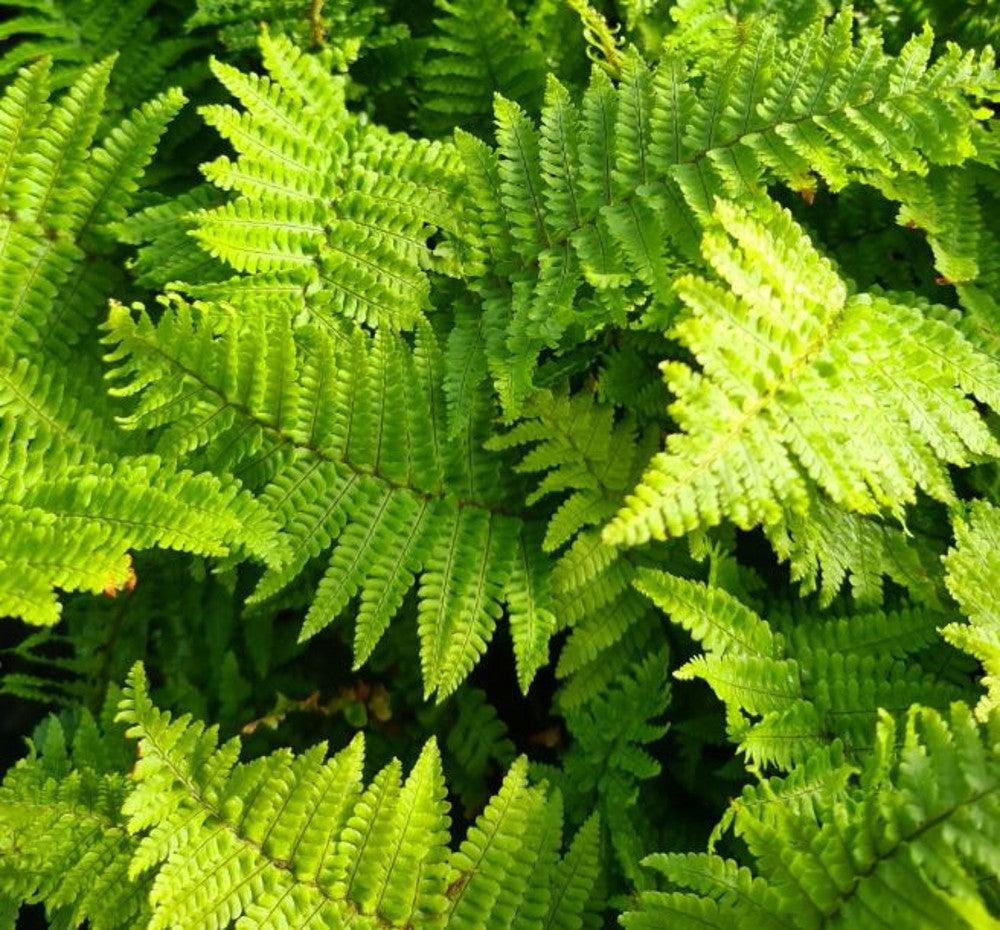 Dryopteris affinis Crispa