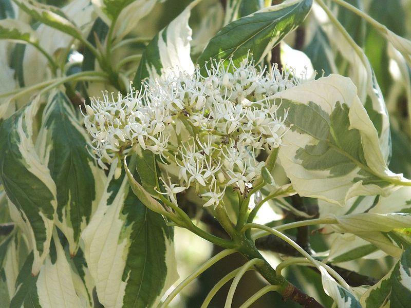 Corn alb Variegata" 1.00 - 1.20 m Cornus controversa "Variegata"