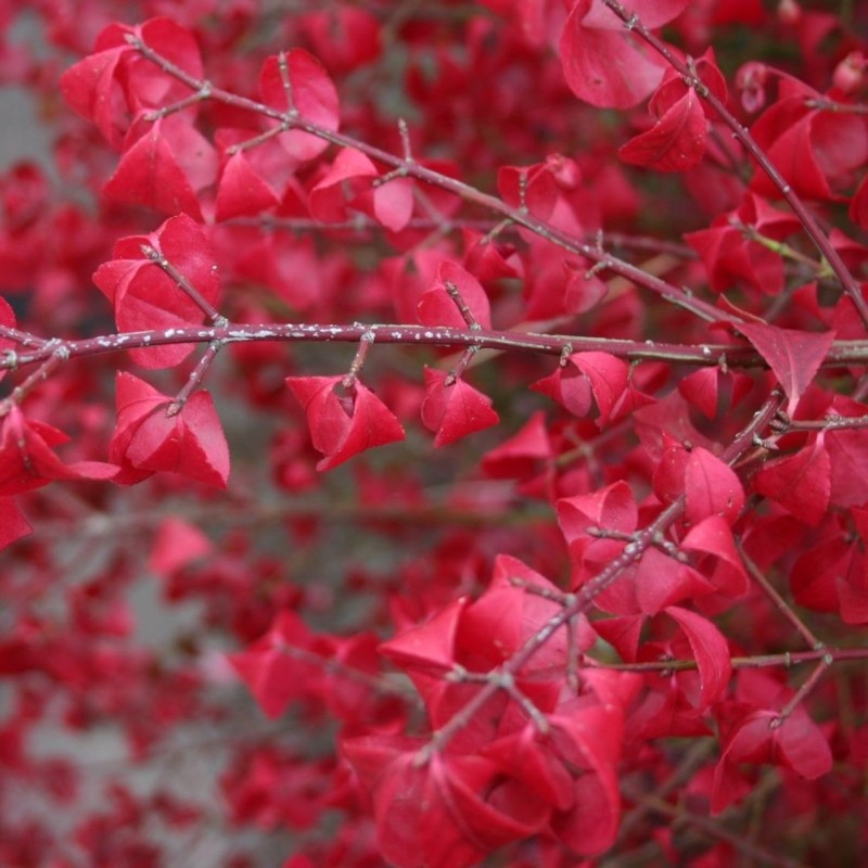 Euonymus alatus Compactus"multitulpinal 1.20 - 1.50 m  Euonymus alatus "Compactus"