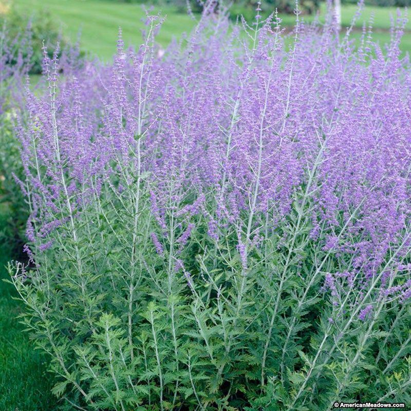 Perovskia atriplicifolia Blue Spire""