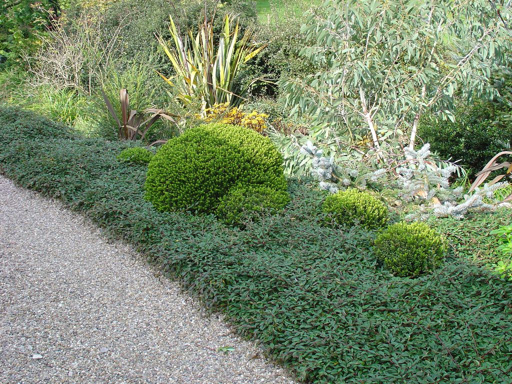 Barcoace 0.60 - 0.80 m  Cotoneaster salicifolius Repens"