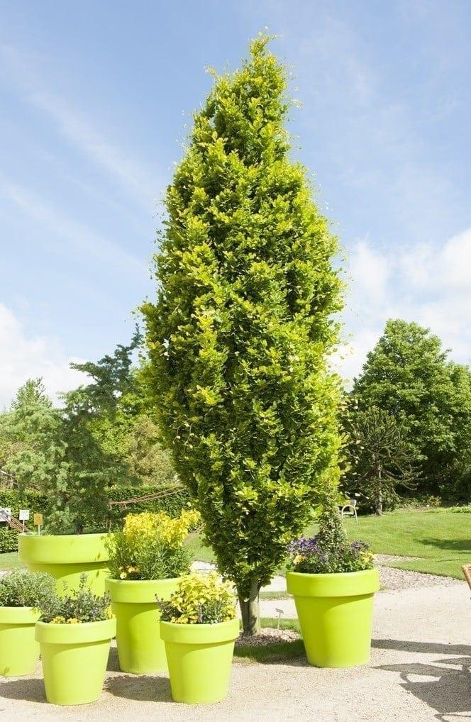 Fag columnar Dawyck Gold" 1.20 - 1.50 m  Fagus sylvatica „Dawyck Gold”