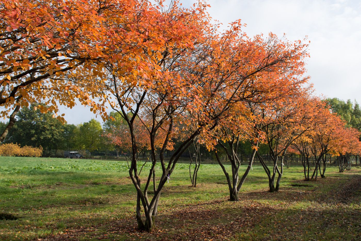 Arbore de stafide 2.00 - 2.50 m  Amelanchier lamarckii