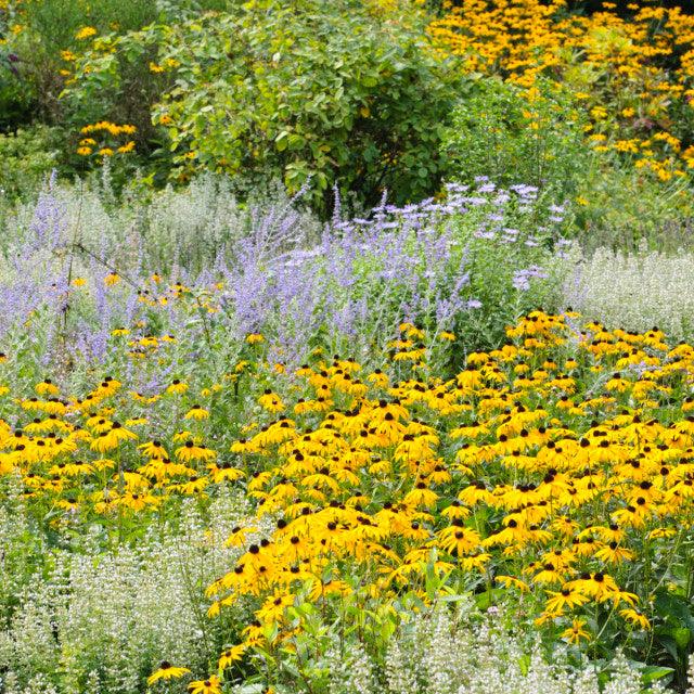 Rudbeckia fulgida Forever Gold’