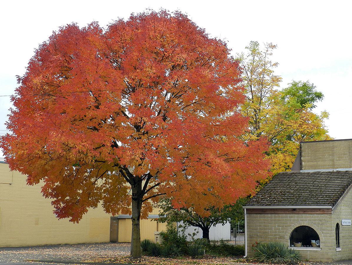 Frasin Autumn Purple" 2.00 - 2.50 m  Fraxinus americana "Autumn Purple"