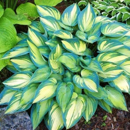 Hosta Funkia June