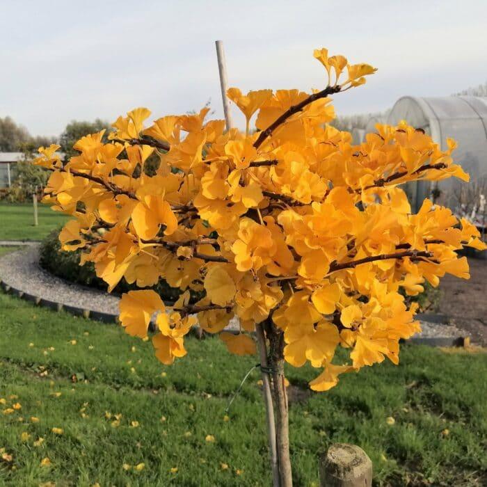 Arborele pagodelor Mariken 2.20 m  Ginko biloba "Mariken"