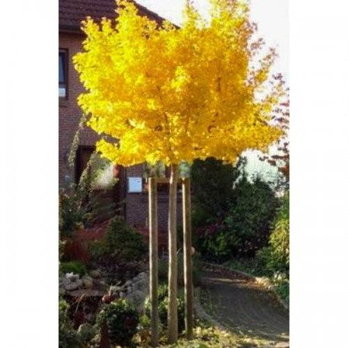 Arborele pagodelor Mariken" 1.50 m  Ginko biloba "Mariken"