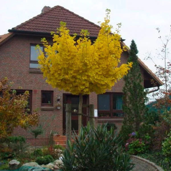 Arborele pagodelor Mariken 2.20 m  Ginko biloba "Mariken"