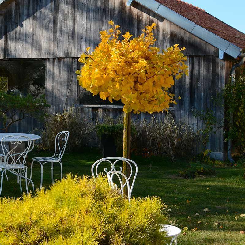 Arborele pagodelor Mariken" 1.50 m  Ginko biloba "Mariken"