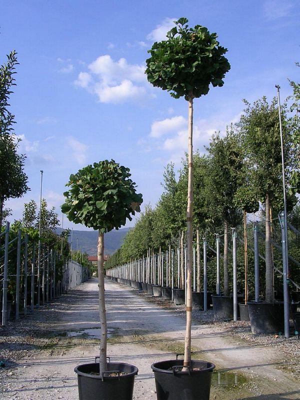 Arborele pagodelor Mariken 2.20 m  Ginko biloba "Mariken"