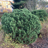 Pin pitic Gnom" 0.50 m - 0.80 m  Pinus mugo "Gnom"