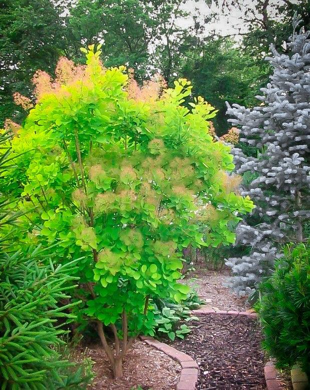 Scumpie „Golden Spirit” 0.40 - 0.60 m  Cotinus coggygria „Golden Spirit”