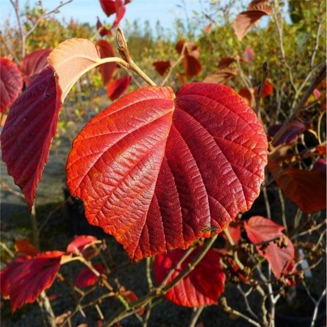 Nucul vrajitoarelor Jelena" 0.80 - 1.20 m  Hamamelis x intermedia"Jelena"