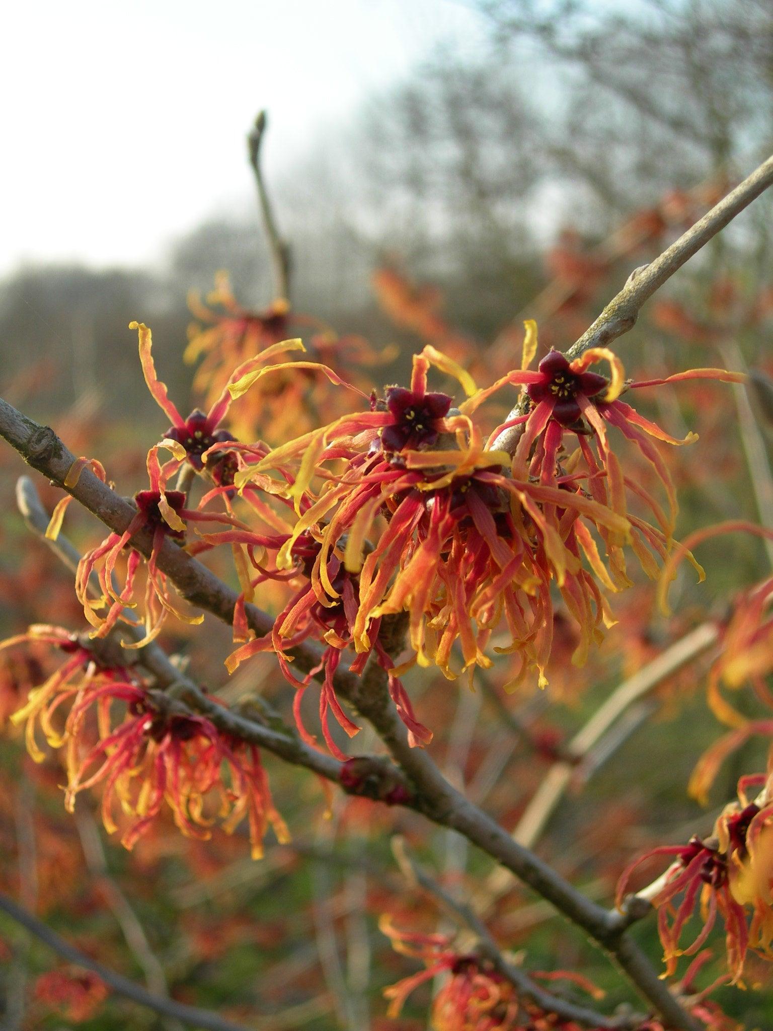 Nucul vrajitoarelor Jelena" 0.80 - 1.20 m  Hamamelis x intermedia"Jelena"