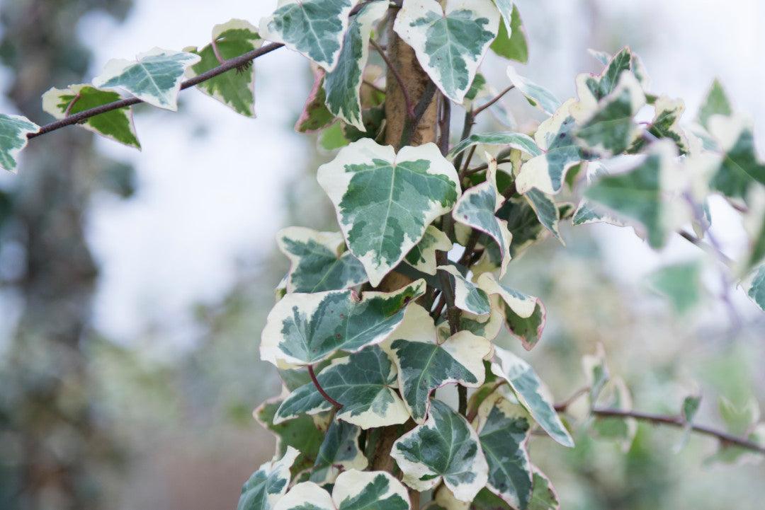 Iedera Elegantissima" 1.80 - 2.00 m  Hedera helix "Elegantissima"